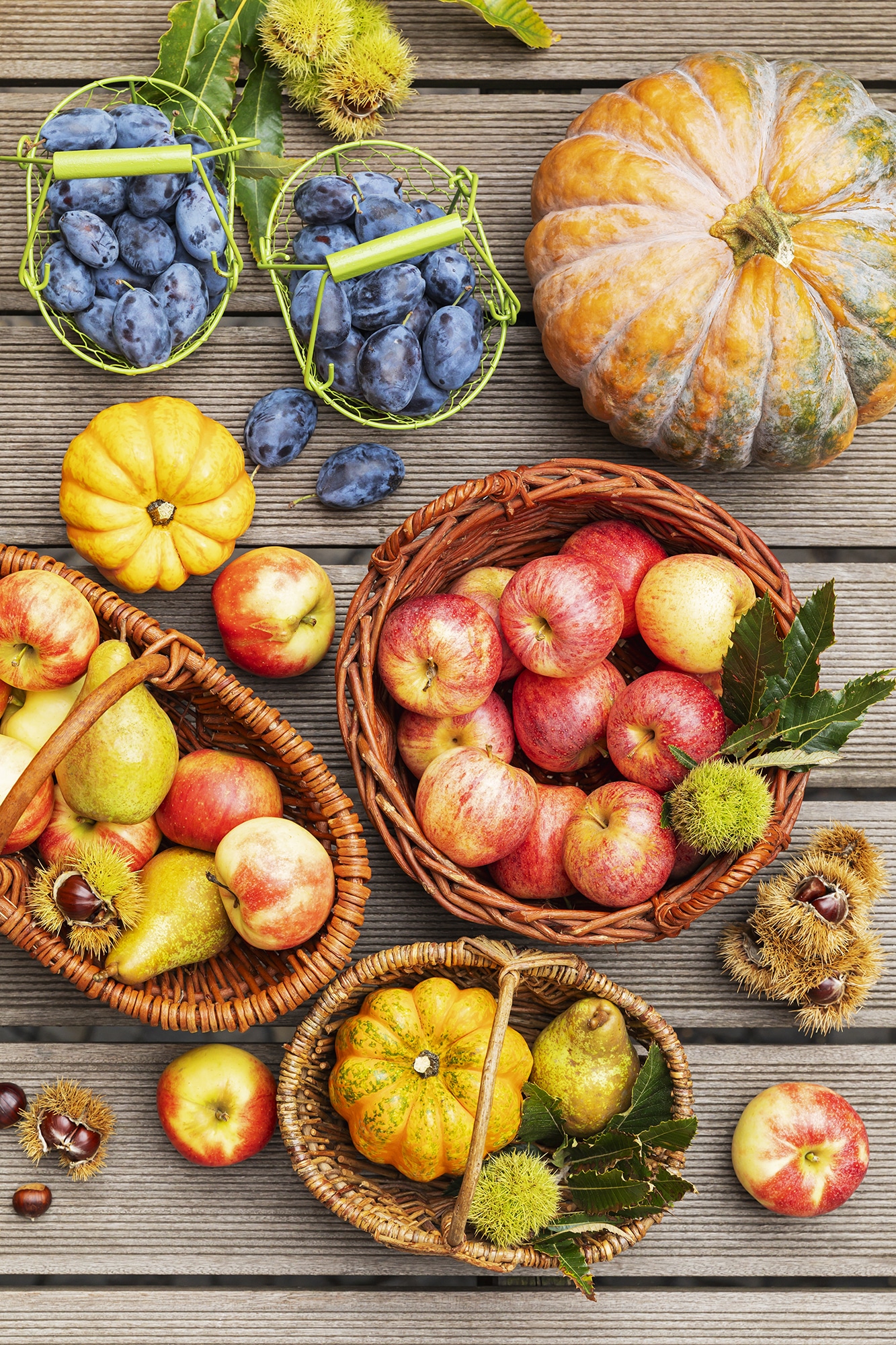 Autumn harvest of apples, plums, pears, pumpkins and chestnuts